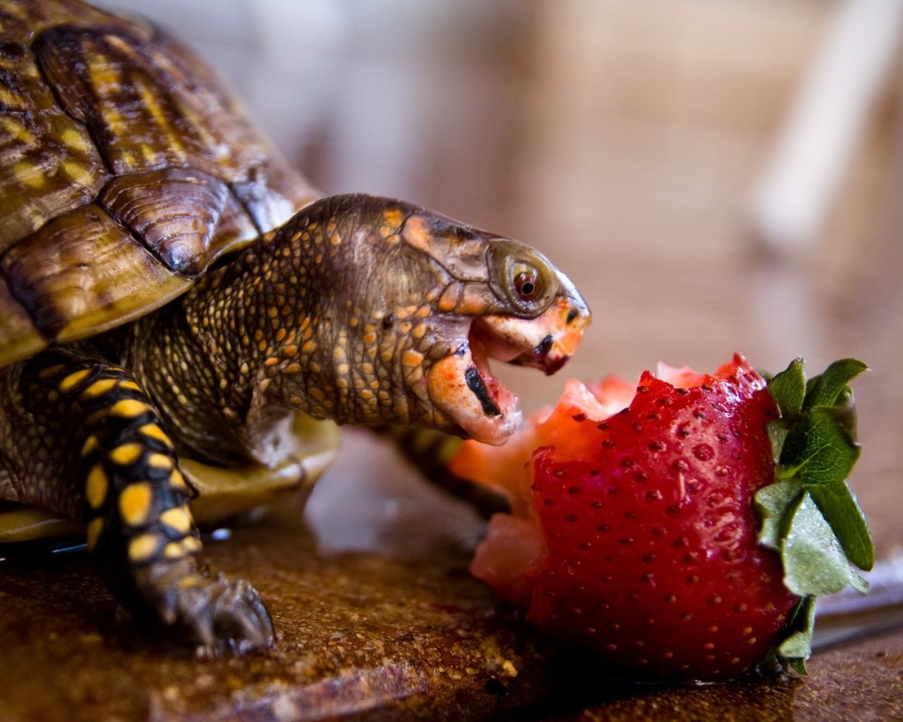 Обои животные, клубника, черепаха, панцирь, обед, рептилия, animals, strawberry, turtle, shell, lunch, reptile разрешение 1920x1200 Загрузить