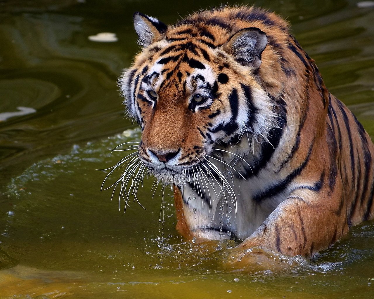 Обои тигр, вода, хищник, купание, дикая кошка, tiger, water, predator, bathing, wild cat разрешение 1920x1200 Загрузить