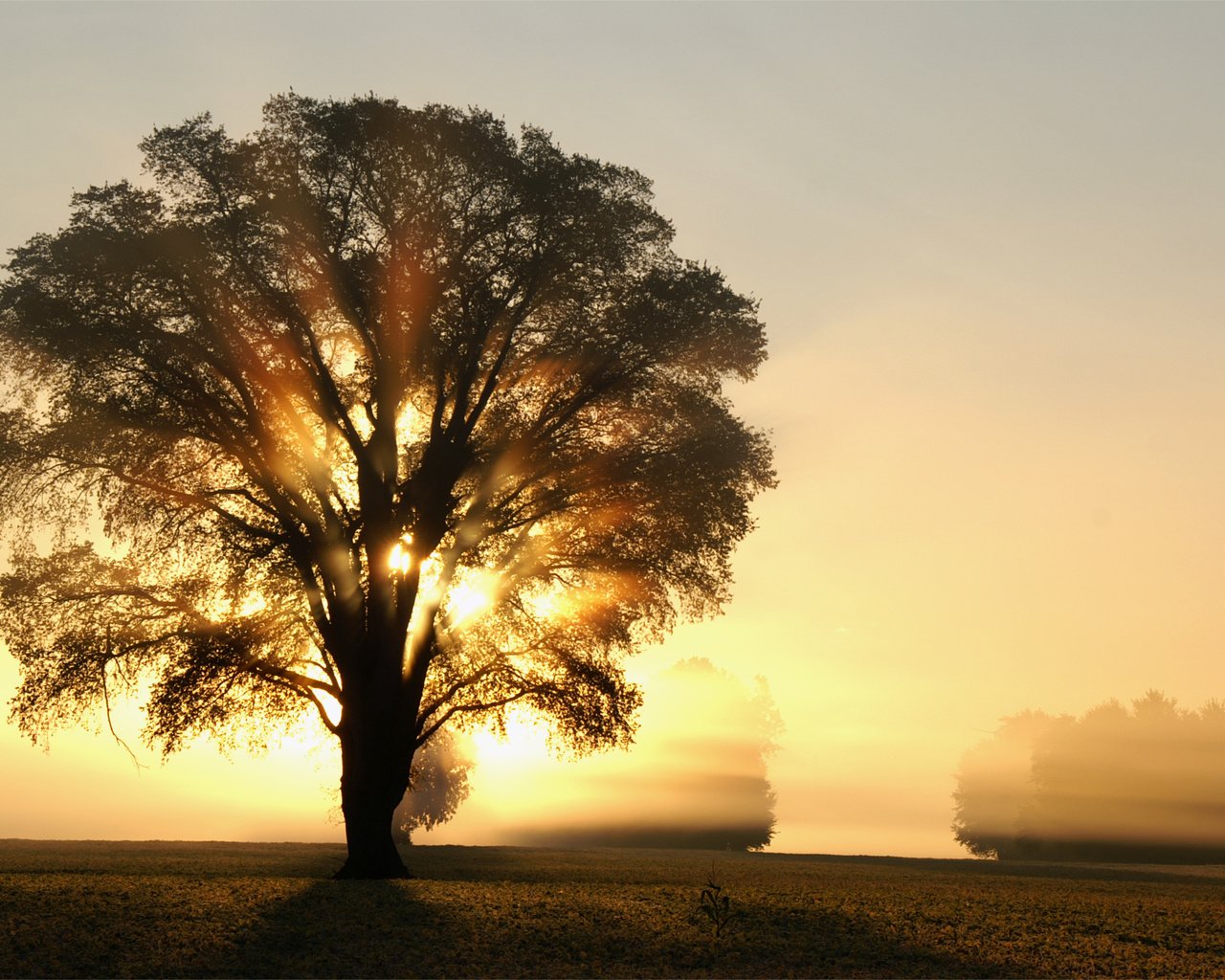 Обои свет, деревья, солнце, дерево, лучи, утро, поле, рассвет, light, trees, the sun, tree, rays, morning, field, dawn разрешение 3008x2000 Загрузить