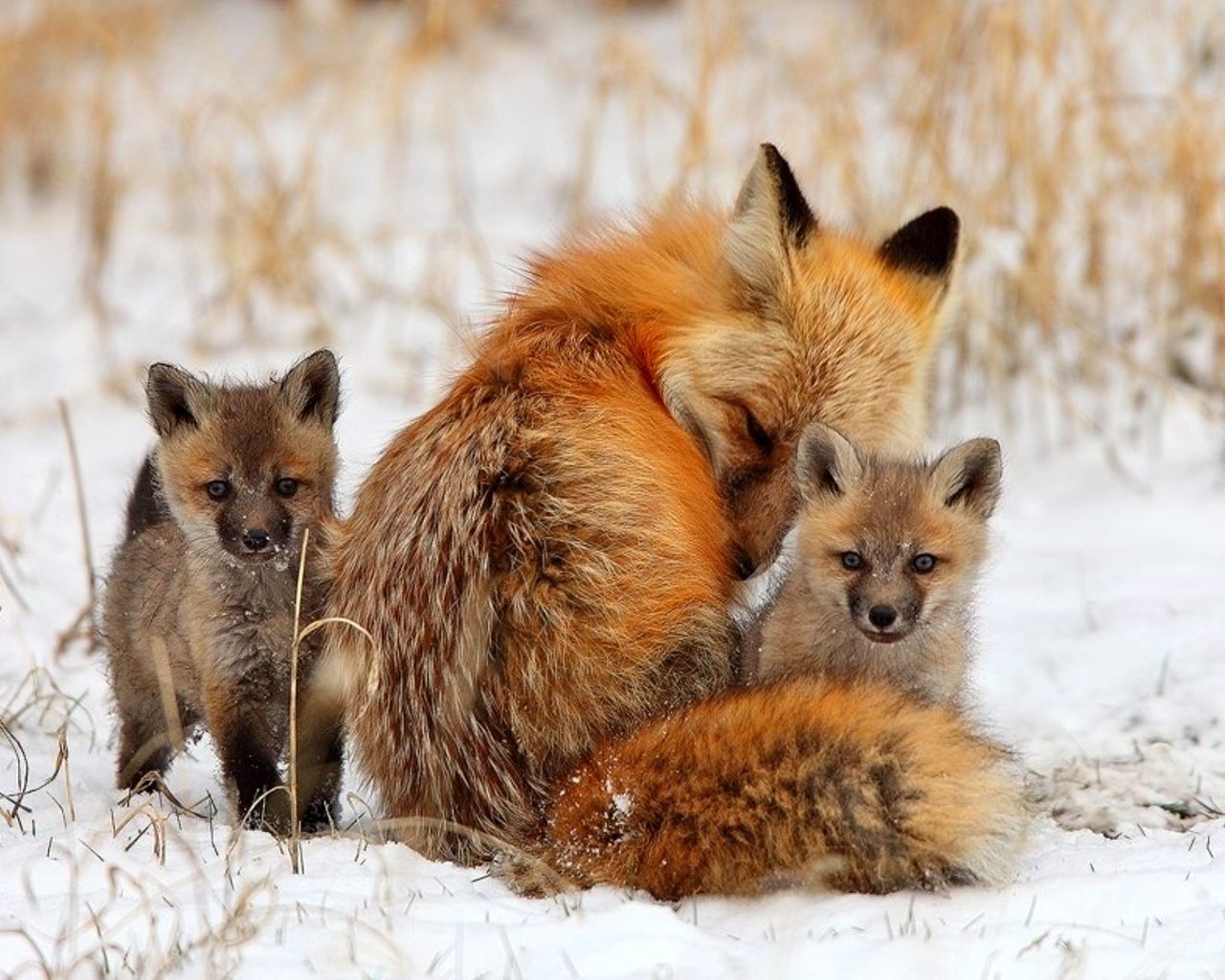 фото семья лисов