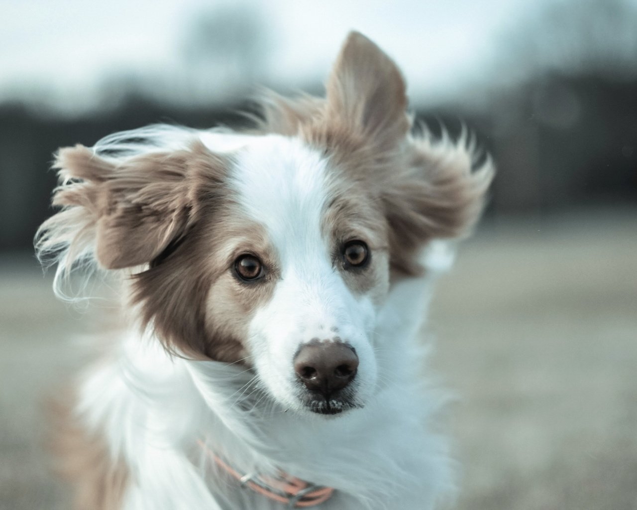 Обои взгляд, собака, друг, бордер-колли, бордер -колли, look, dog, each, the border collie разрешение 1920x1200 Загрузить