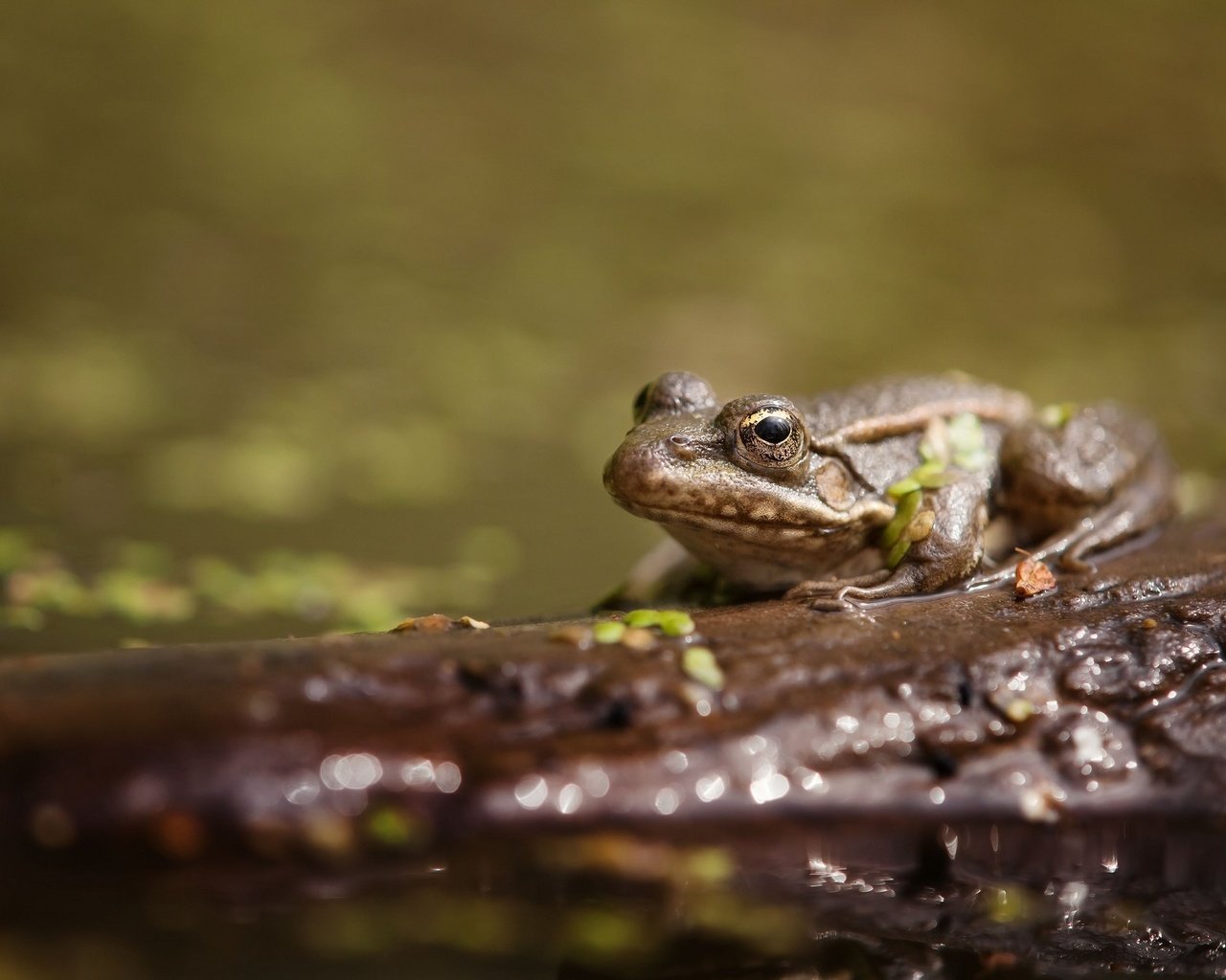 Обои вода, животные, лягушка, пруд, жаба, water, animals, frog, pond, toad разрешение 2048x1339 Загрузить