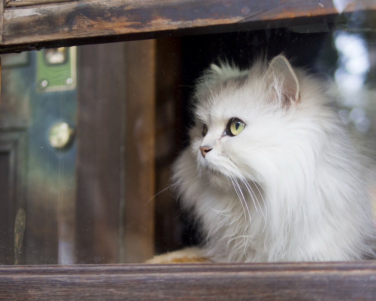 Обои кот, кошка, взгляд, пушистый, белый, окно, стекло, cat, look, fluffy, white, window, glass разрешение 1920x1200 Загрузить
