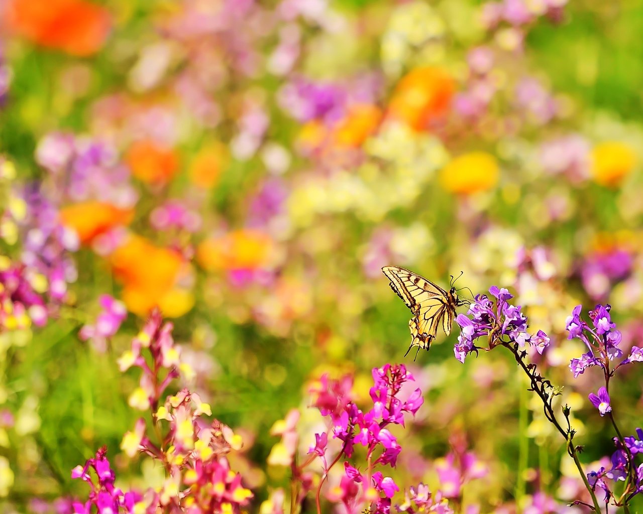 Обои цветы, природа, насекомое, лето, бабочка, ярко, размытость, боке, flowers, nature, insect, summer, butterfly, bright, blur, bokeh разрешение 1920x1200 Загрузить