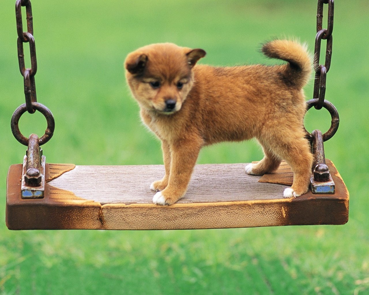 Обои фон, собака, щенок, качели, цепи, милый, background, dog, puppy, swing, chain, cute разрешение 1920x1080 Загрузить