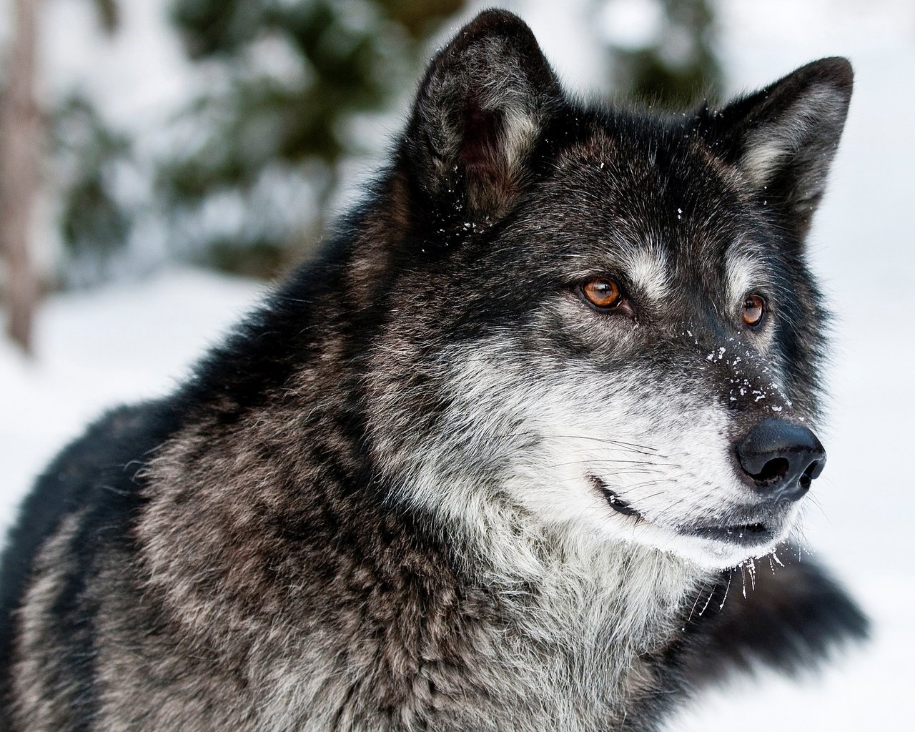 Обои морда, снег, зима, взгляд, серый, хищник, волк, face, snow, winter, look, grey, predator, wolf разрешение 3500x2450 Загрузить