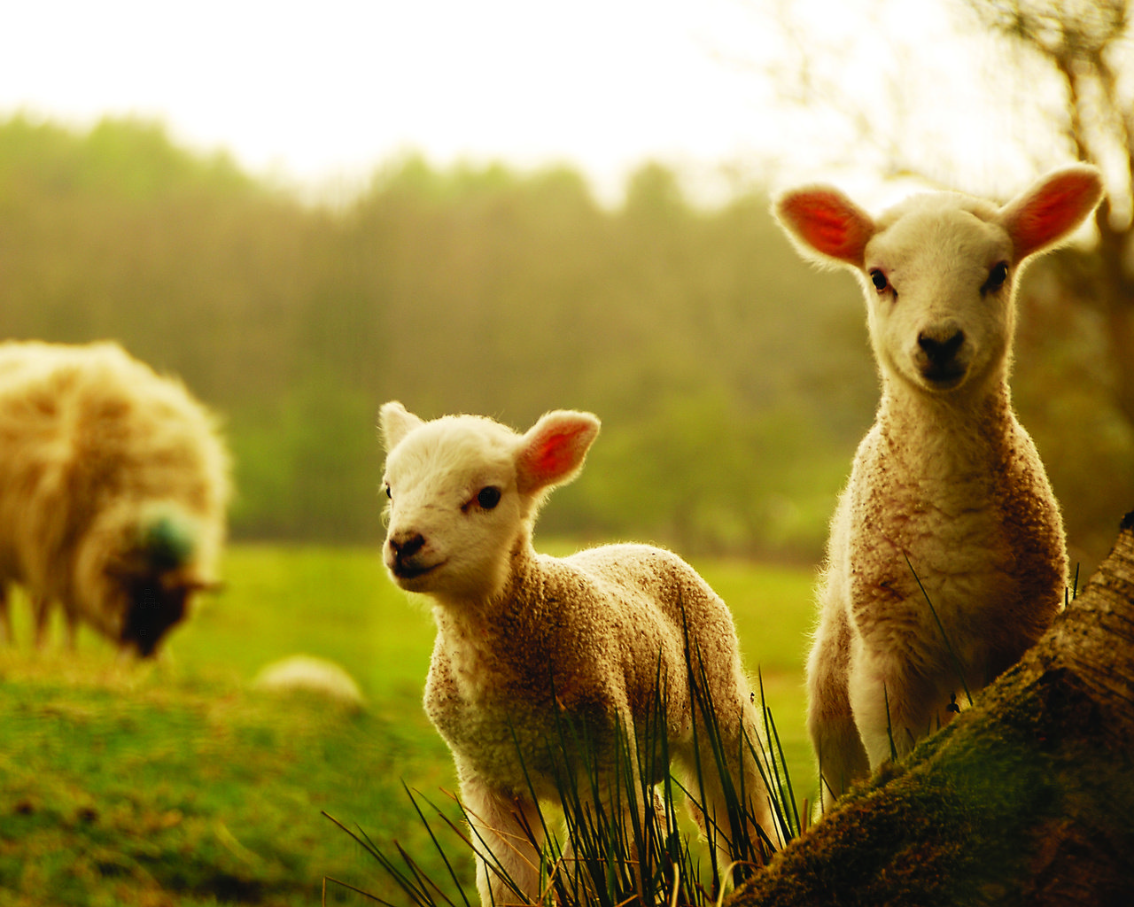 Обои трава, деревья, животные, детки, овцы, овечки, grass, trees, animals, kids, sheep разрешение 2560x1600 Загрузить