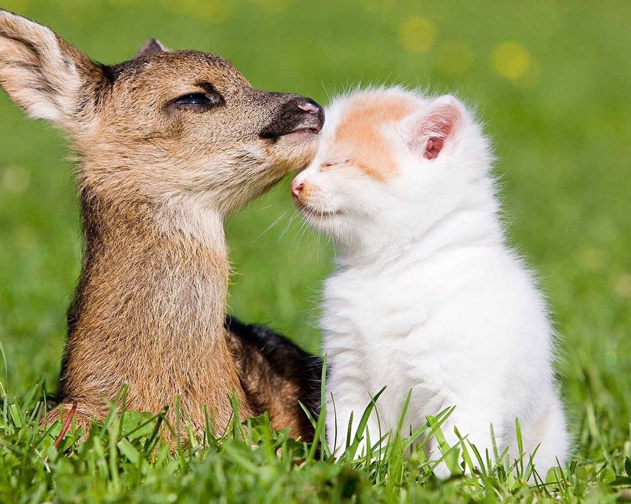 Обои трава, олень, кошка, котенок, друзья, олененок, grass, deer, cat, kitty, friends, fawn разрешение 1920x1080 Загрузить