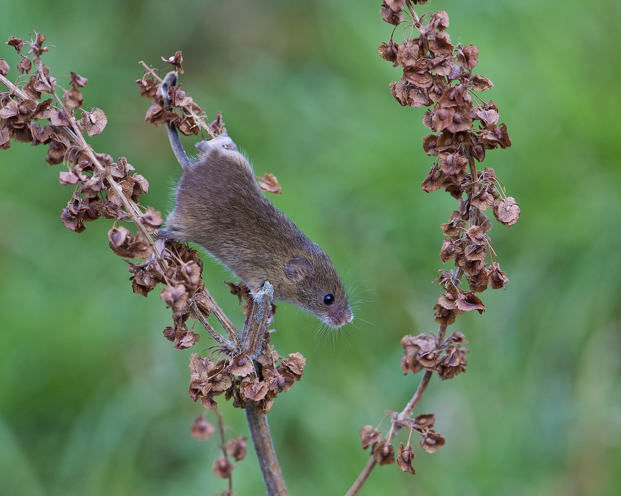 Обои листья, животные, мышь, растение, полевка, сухие. ветка, leaves, animals, mouse, plant, vole, dry. branch разрешение 2048x1609 Загрузить