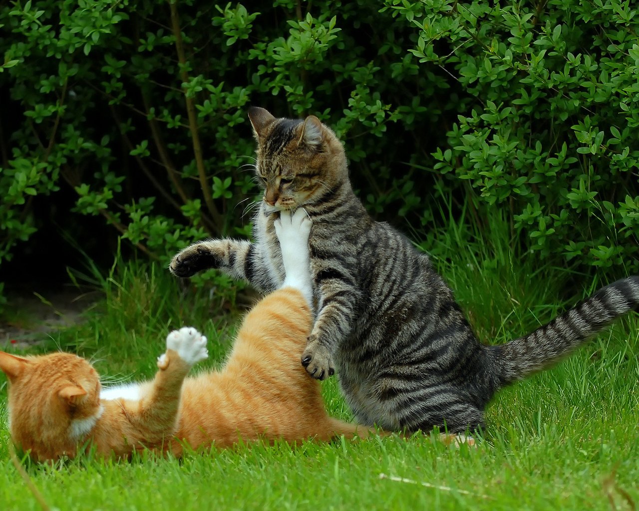 Обои трава, природа, кусты, коты, кошки, драка котов, grass, nature, the bushes, cats, fight of cats разрешение 1920x1280 Загрузить