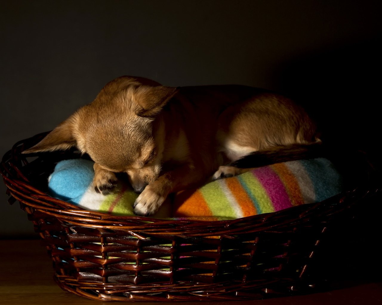 Обои сон, собака, корзина, чихуахуа, sleep, dog, basket, chihuahua разрешение 2560x1600 Загрузить