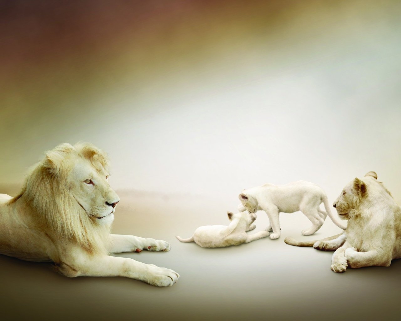 Обои белые, львы, лев, львята, львица, играют, семейство, white, lions, leo, the cubs, lioness, play, family разрешение 1920x1200 Загрузить