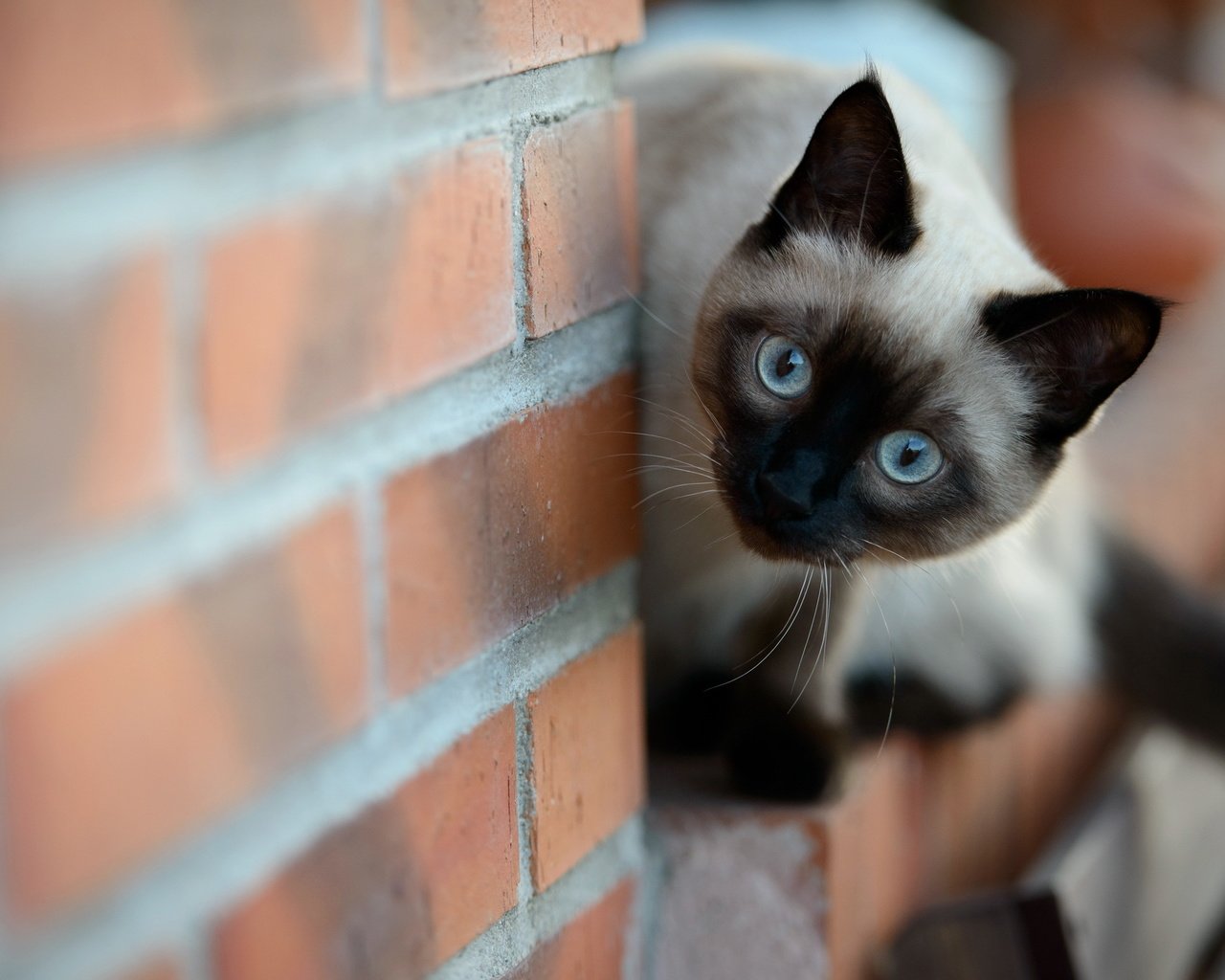 Обои кошка, стена, котенок, кирпич, сиамская, cat, wall, kitty, brick, siamese разрешение 2560x1600 Загрузить