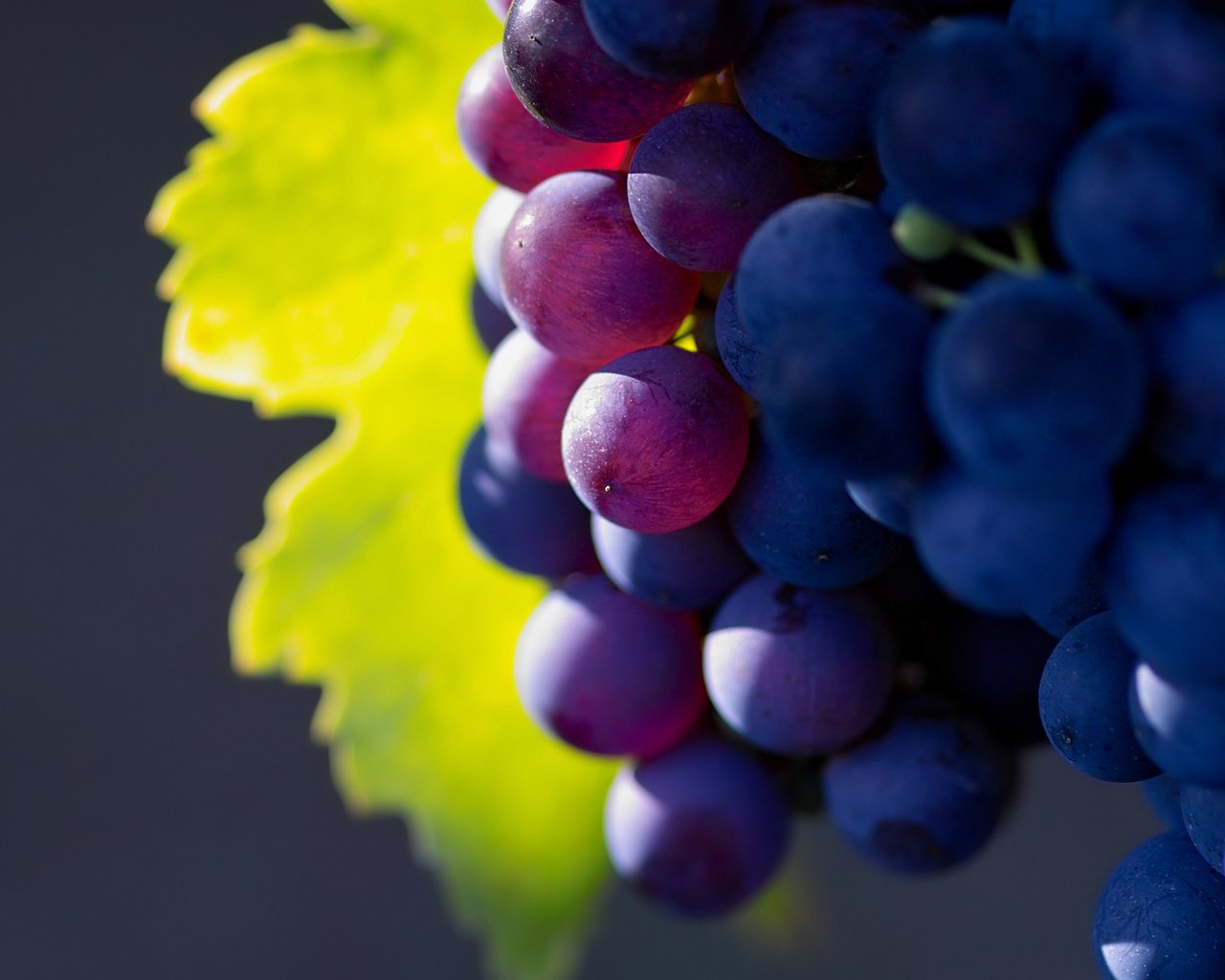 Обои природа, виноград, фрукты, грозди, nature, grapes, fruit, bunches разрешение 2560x1600 Загрузить