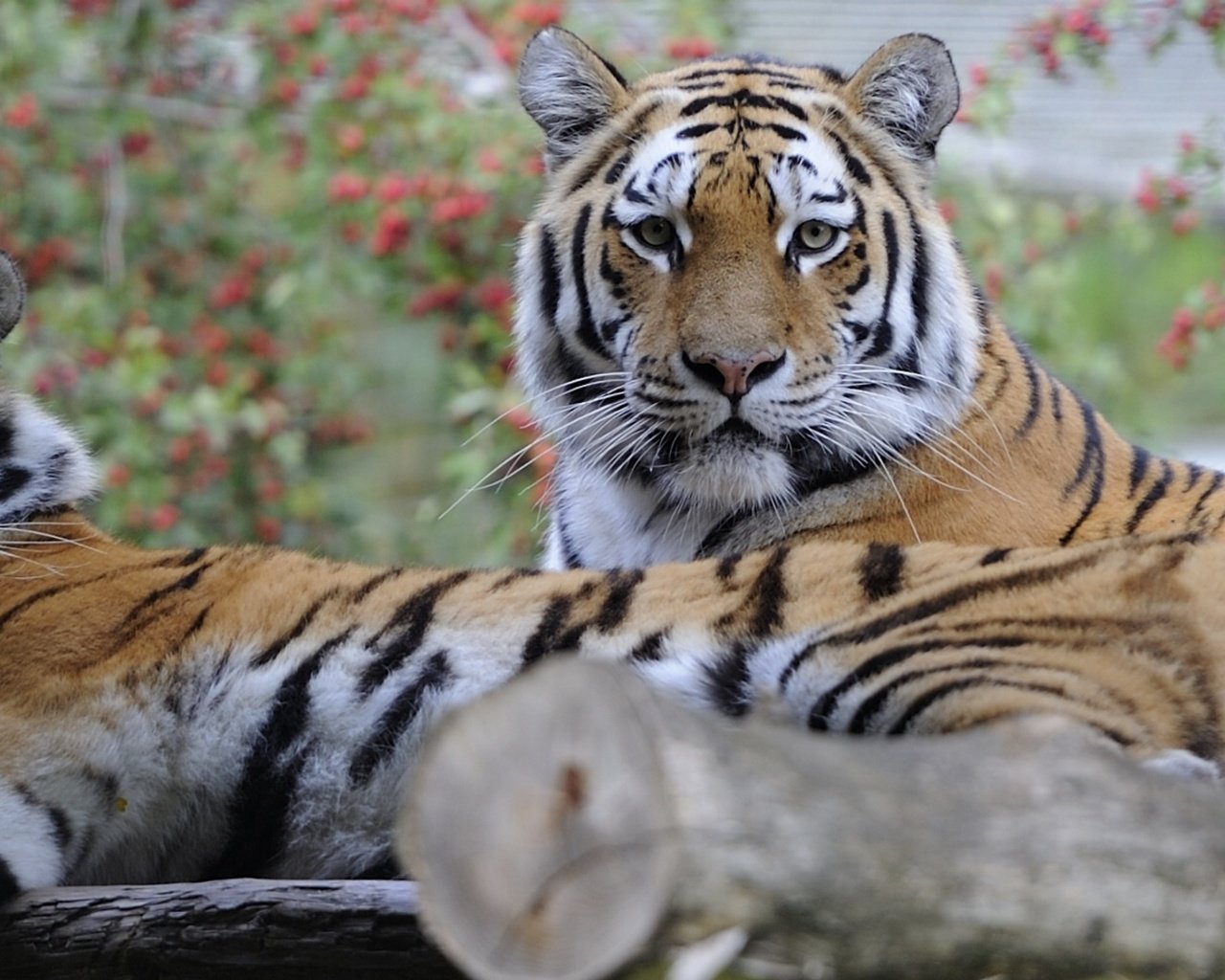 Обои тигр, парочка, отдых, кошки, tiger, a couple, stay, cats разрешение 2899x1080 Загрузить