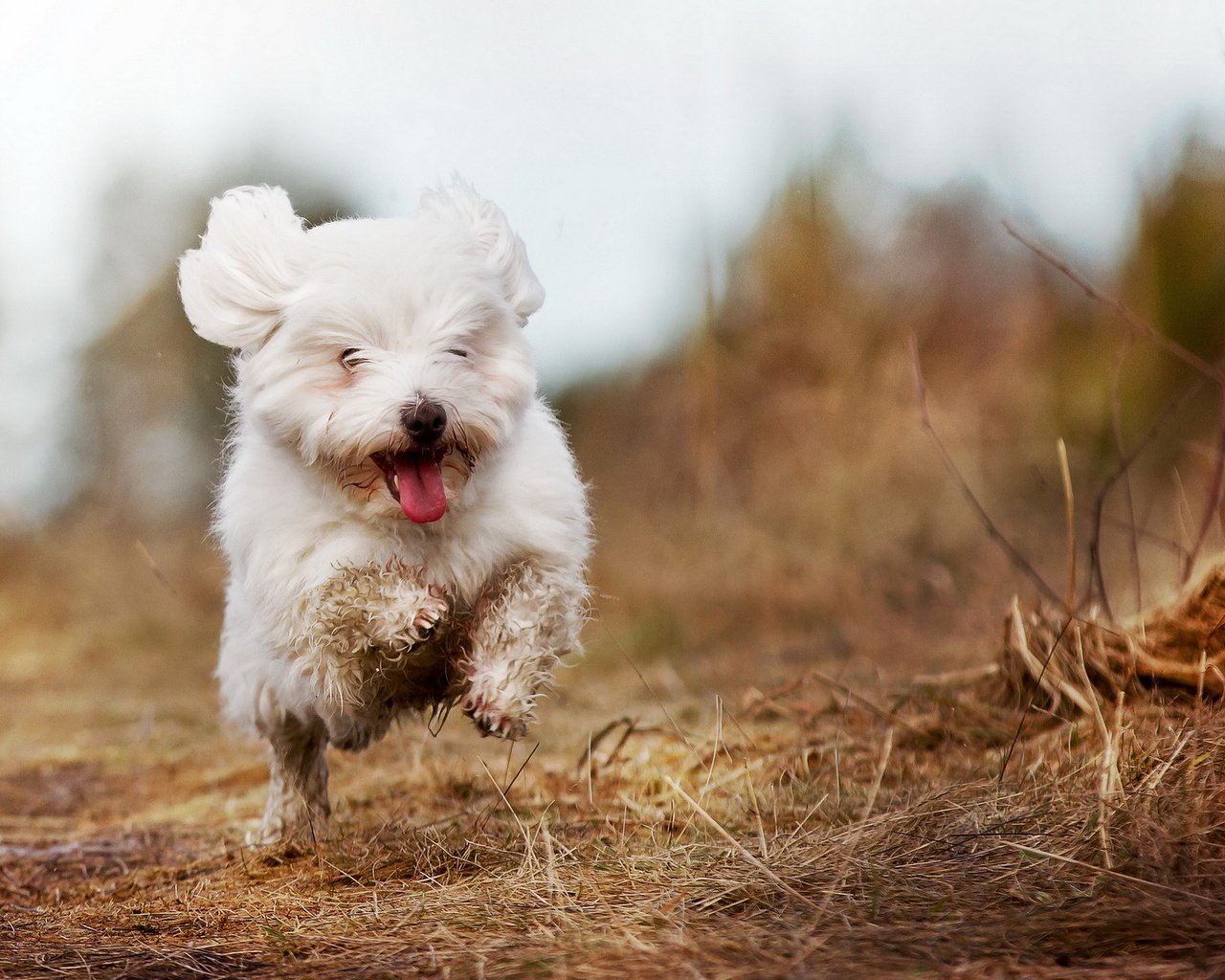 Обои собака, радость, бег, белая, болонка, гаванская, dog, joy, running, white, lapdog, havana разрешение 1920x1200 Загрузить