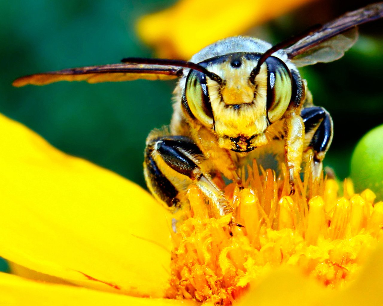 Обои желтый, цветок, насекомые, пчела, нектар, мед.цветок, yellow, flower, insects, bee, nectar, med.flower разрешение 1920x1200 Загрузить
