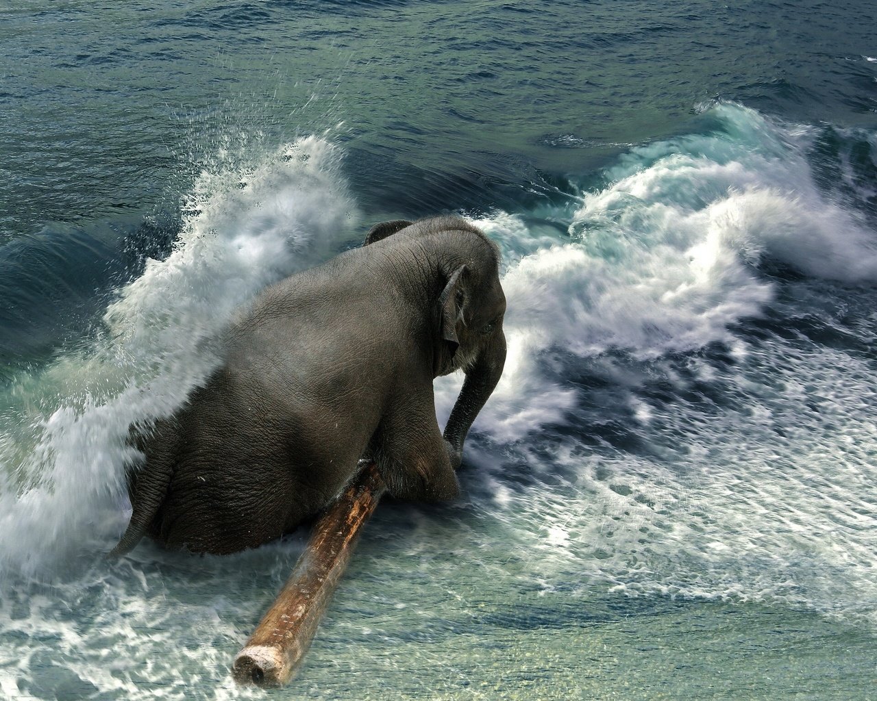 Обои вода, волны, море, слон, брызги, бревно, хобот, water, wave, sea, elephant, squirt, log, trunk разрешение 2048x1537 Загрузить