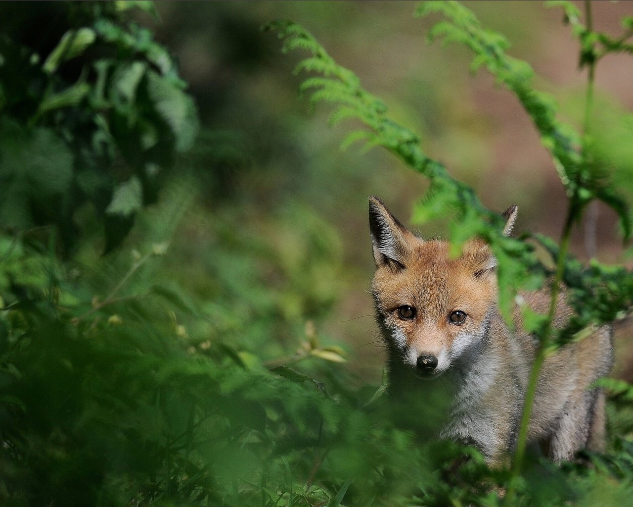 Обои трава, природа, мордочка, взгляд, лиса, лисенок, grass, nature, muzzle, look, fox разрешение 1920x1330 Загрузить