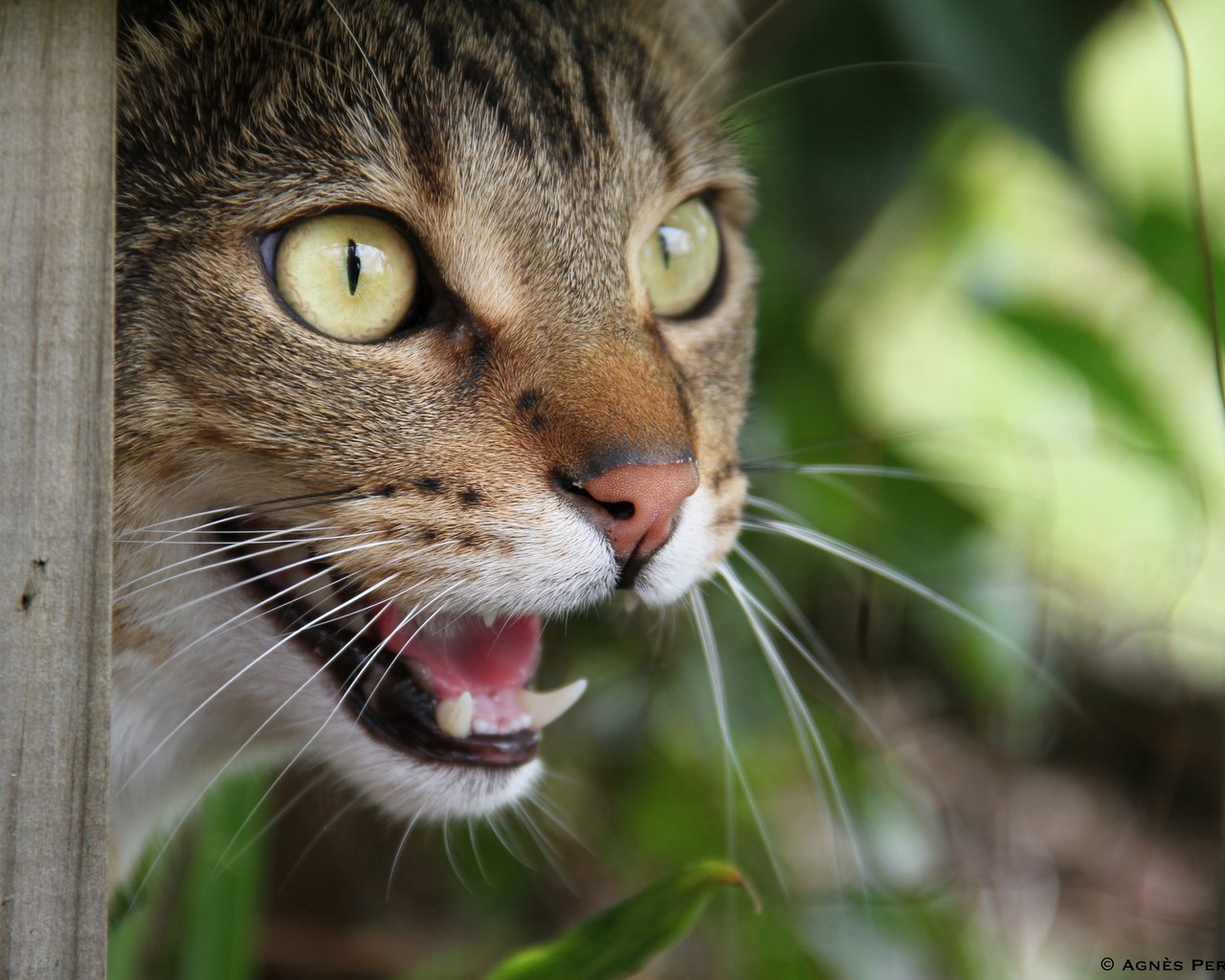 Обои морда, кот, кошка, взгляд, зубы, face, cat, look, teeth разрешение 2048x1365 Загрузить