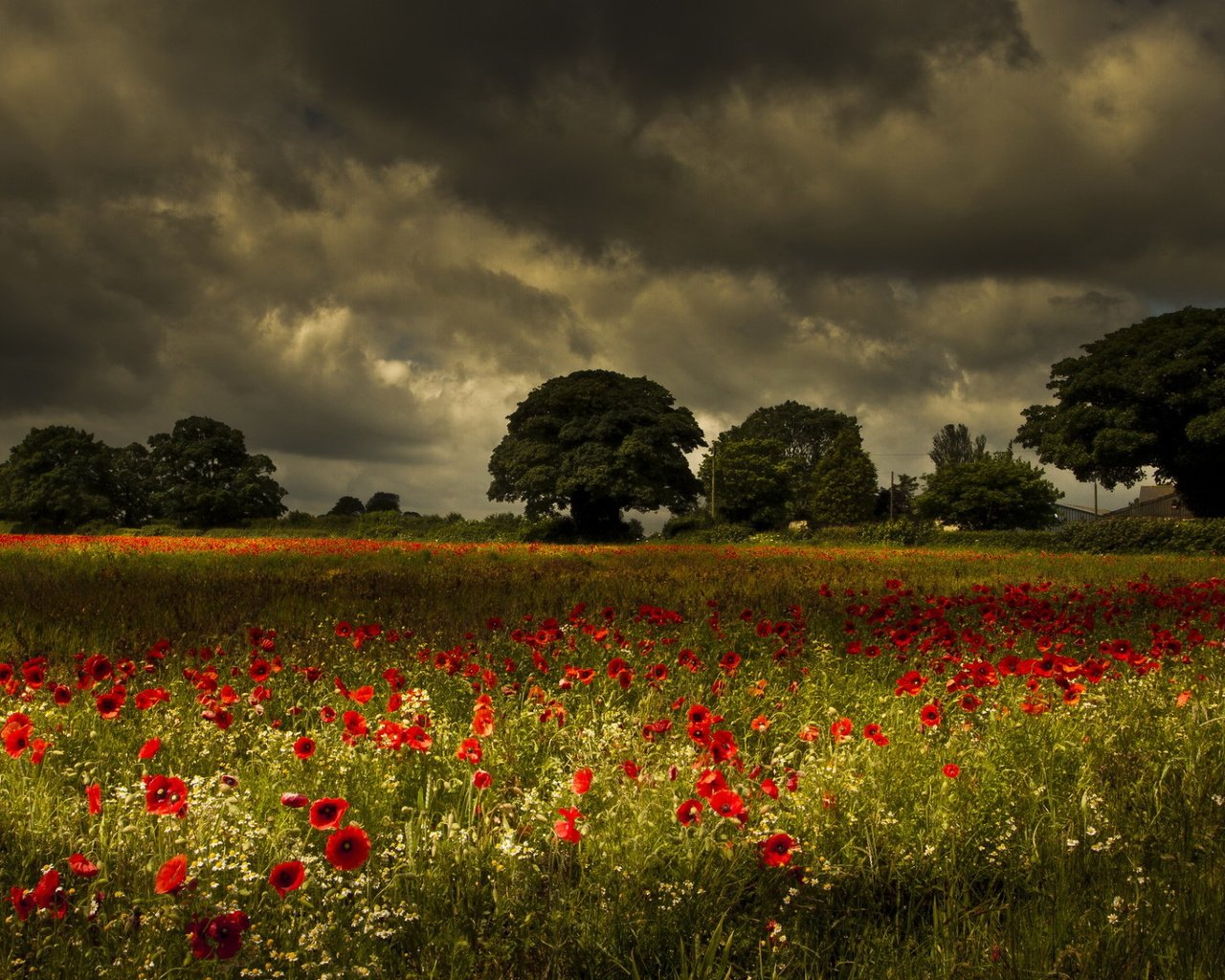 Обои цветы, деревья, природа, поле, маки, луг, ромашки, грозовое небо, flowers, trees, nature, field, maki, meadow, chamomile, stormy sky разрешение 1920x1200 Загрузить