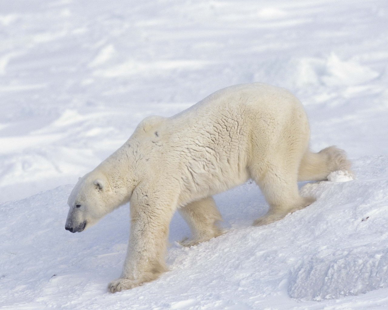 Обои снег, медведь, белый, арктика, полярный, северный, snow, bear, white, arctic, polar, north разрешение 2560x1696 Загрузить