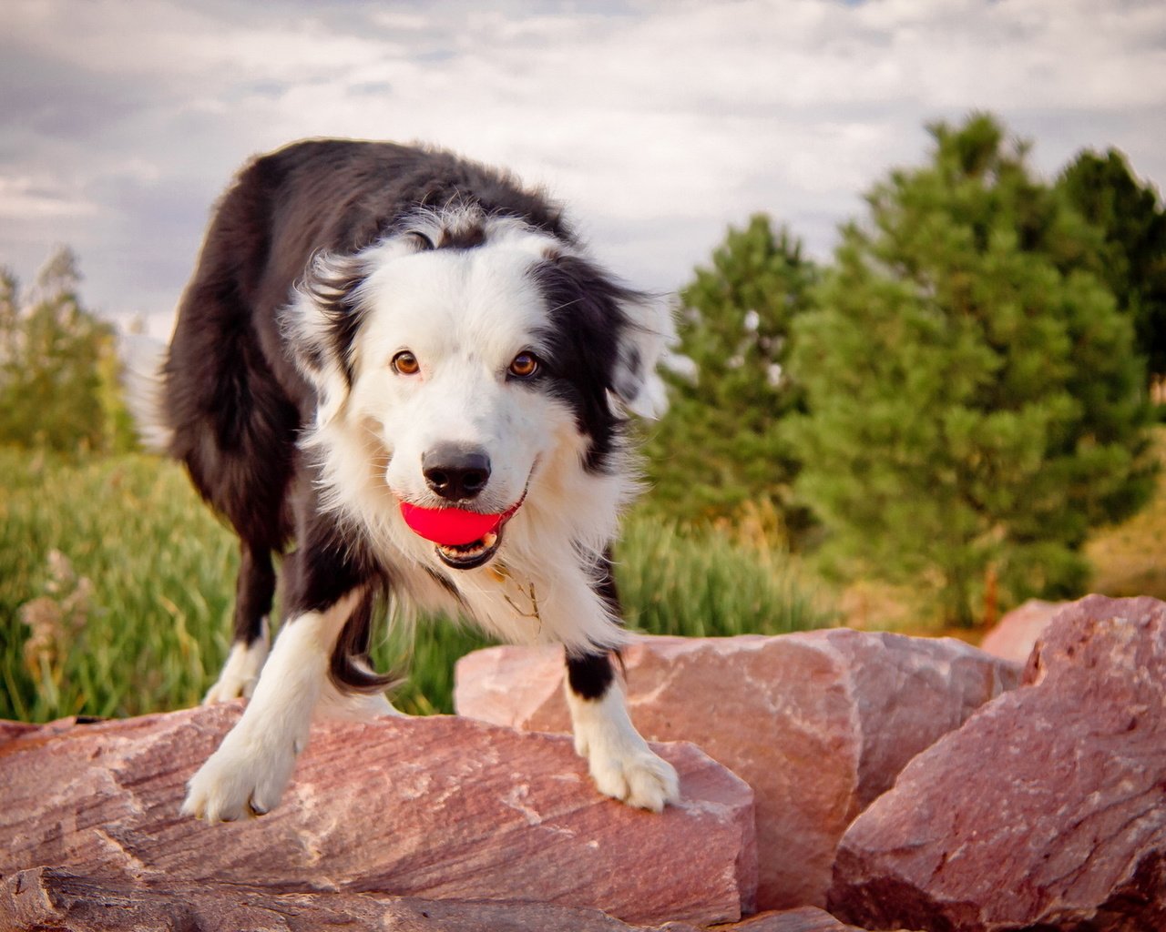 Обои камни, собака, мячик, бордер колли.взгляд, бордер колли, stones, dog, the ball, border collie.look, border collie разрешение 1920x1280 Загрузить