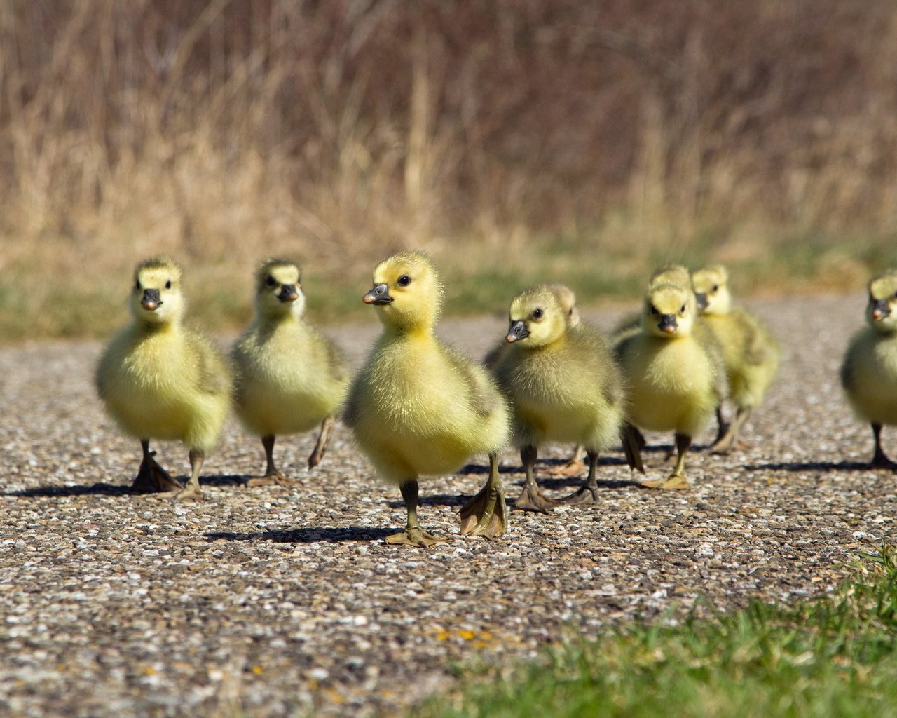 Обои дорожка, птицы, утята, утки, утка, птенцы, track, birds, ducklings, duck, chicks разрешение 1920x1200 Загрузить