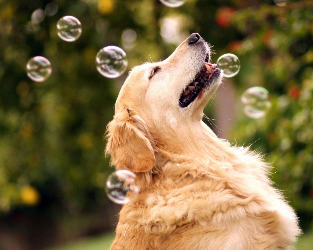 Обои природа, собака, мыльные пузыри, золотистый ретривер, nature, dog, bubbles, golden retriever разрешение 1920x1200 Загрузить