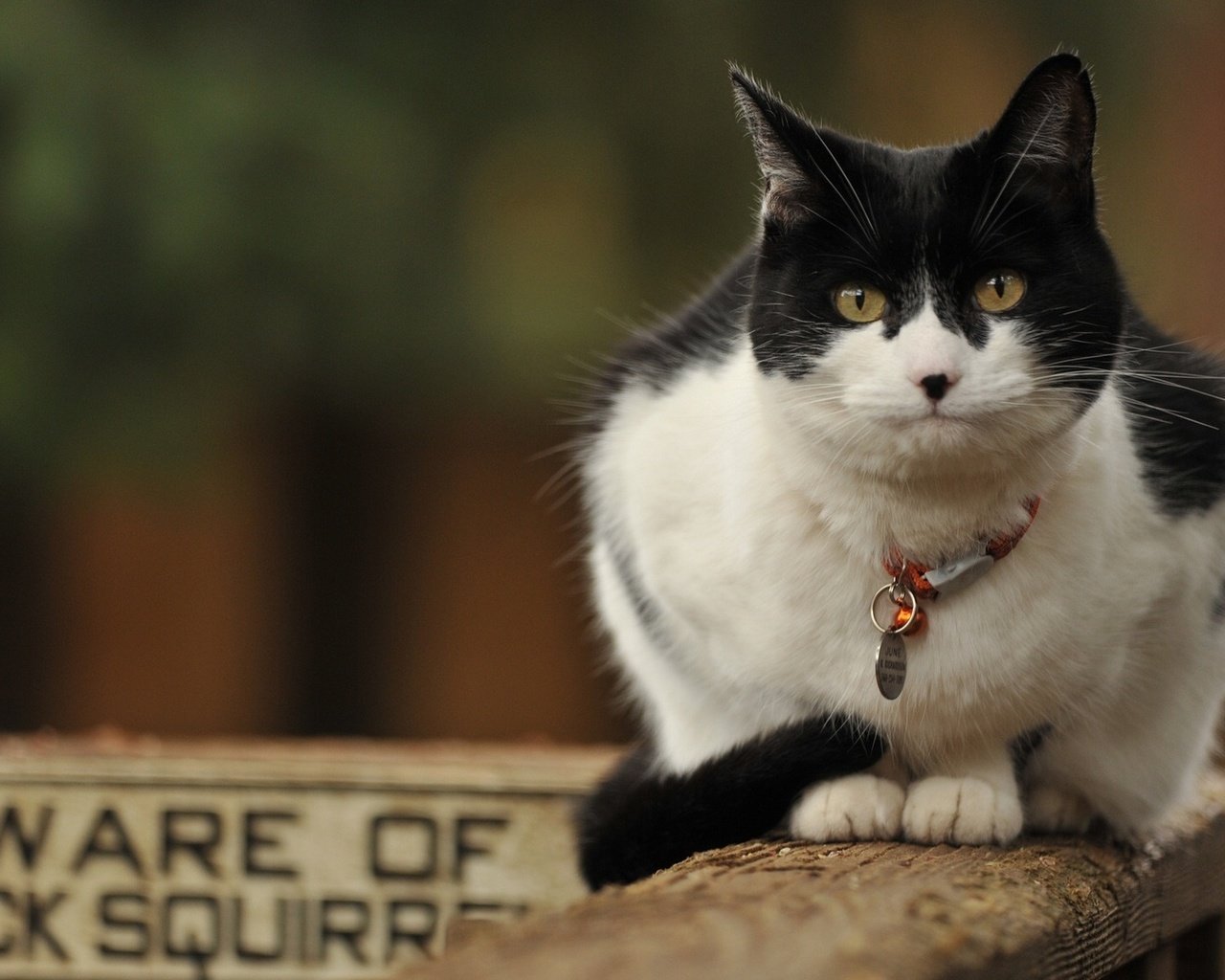 Обои кот, кошка, ошейник, чёрно-белый, cat, collar, black and white разрешение 1920x1080 Загрузить