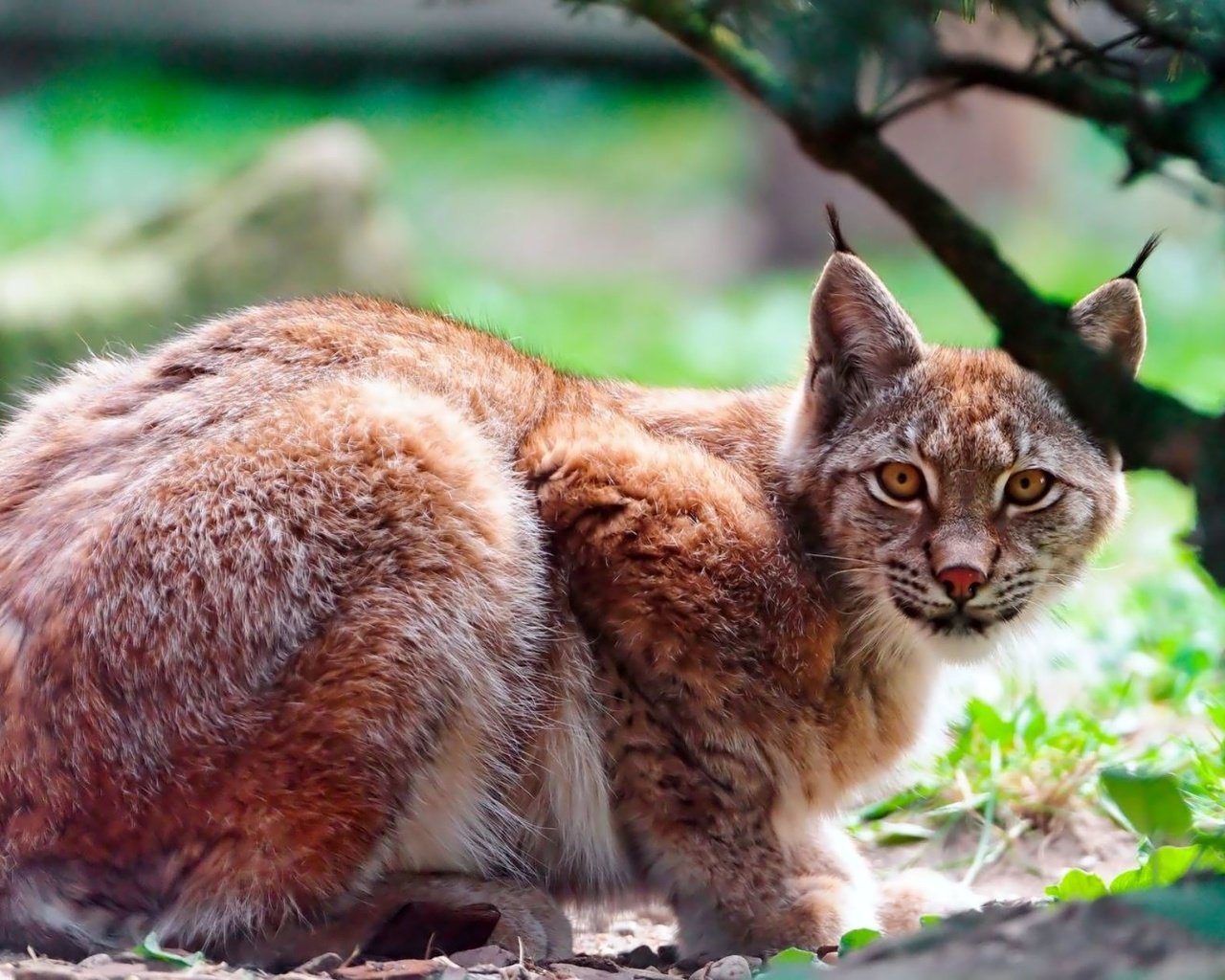 Обои дерево, рысь, хищник, большая кошка, лежать, tree, lynx, predator, big cat, lie разрешение 2000x1250 Загрузить