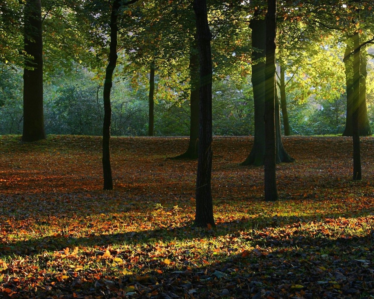 Обои деревья, природа, лес, листья, осень, солнечный свет, trees, nature, forest, leaves, autumn, sunlight разрешение 1920x1080 Загрузить
