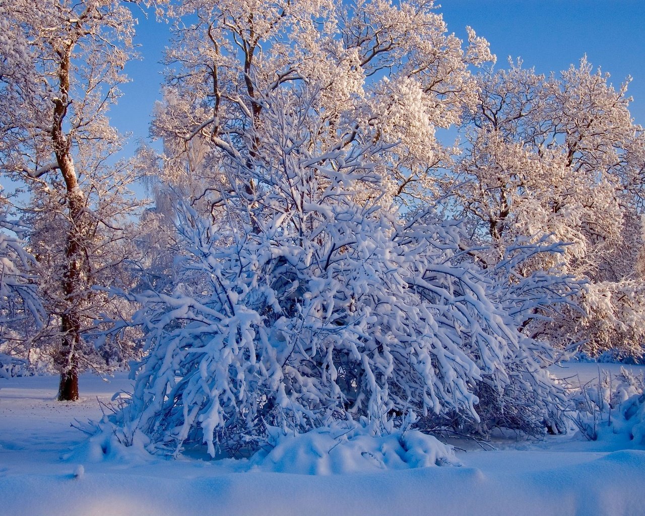 Обои небо, деревья, снег, природа, лес, зима, ветки, ели, the sky, trees, snow, nature, forest, winter, branches, ate разрешение 2008x1335 Загрузить