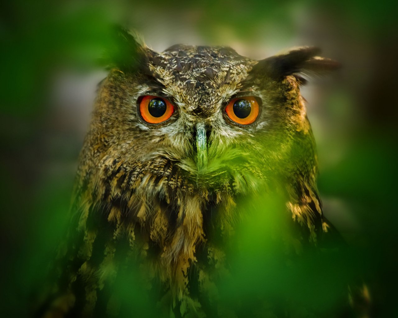 Обои глаза, сова, листья, размытость, птица, eyes, owl, leaves, blur, bird разрешение 2048x1365 Загрузить