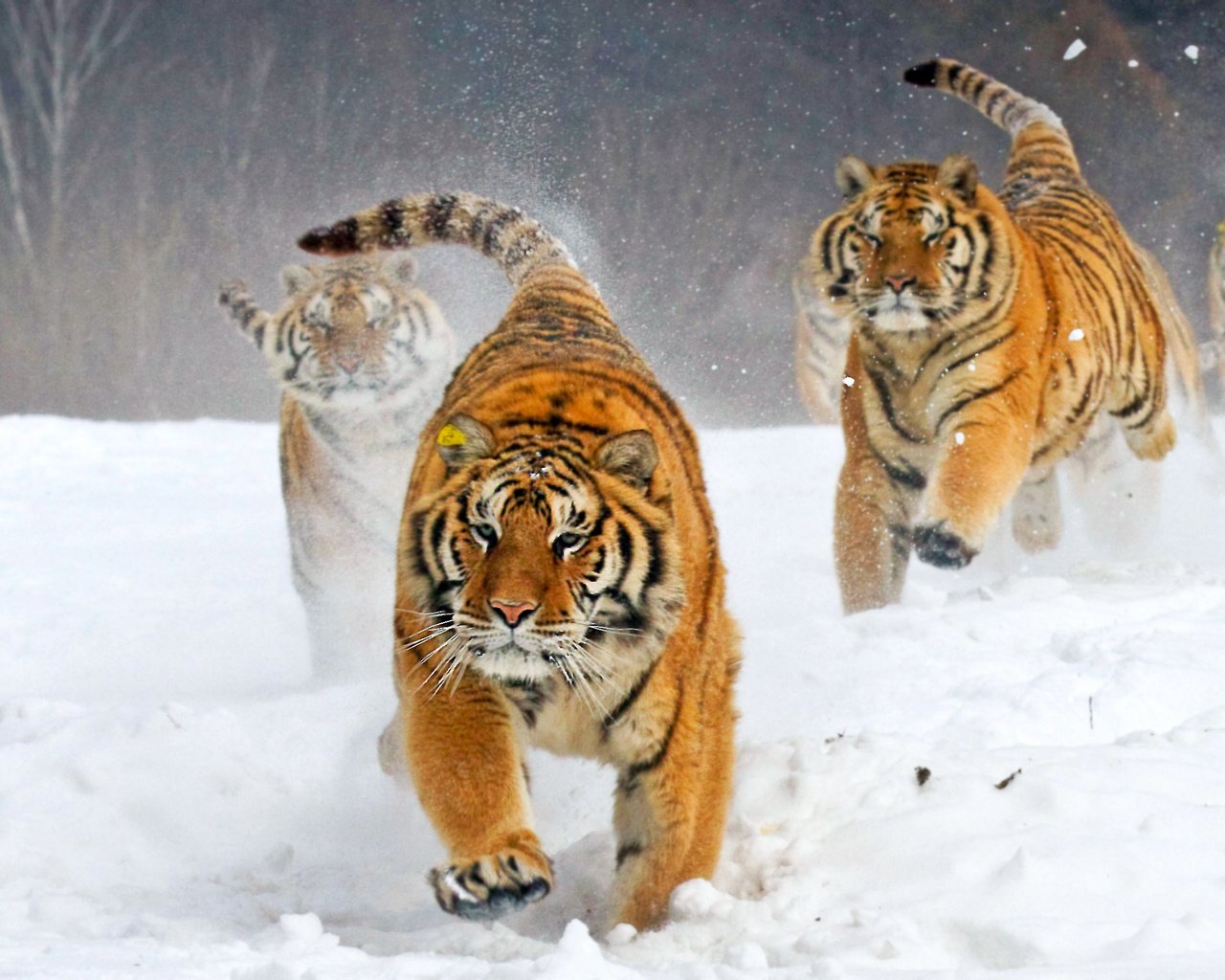 Обои тигр, зима, бегут, tiger, winter, run разрешение 2583x1722 Загрузить