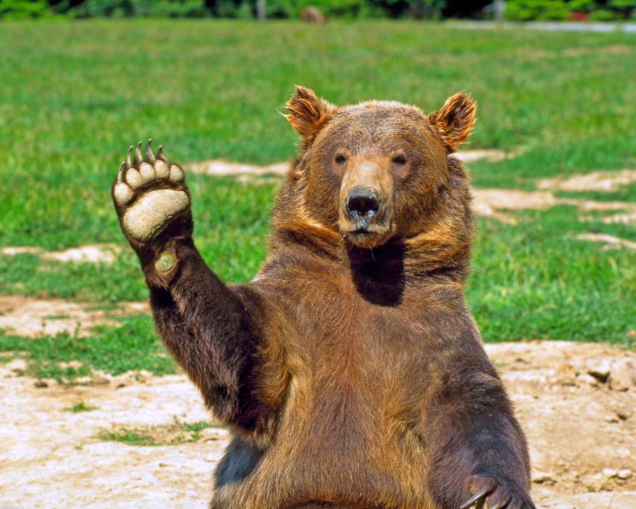 Обои морда, медведь, животное, лапа, приветствие, face, bear, animal, paw, greeting разрешение 2949x1953 Загрузить