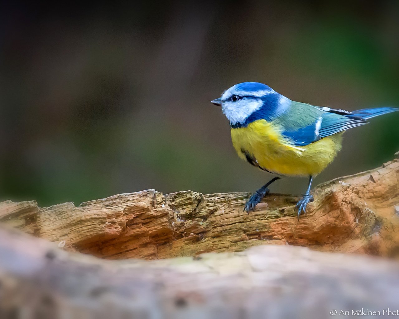 Обои птицы, птица, ствол, синица, синичка, birds, bird, trunk, tit, titmouse разрешение 1920x1200 Загрузить