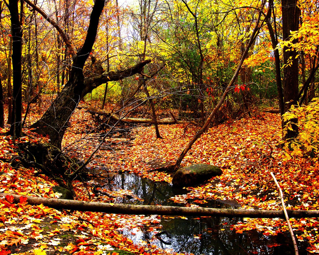 Обои желтый, лес, листья, пейзаж, ручей, листва, осень, yellow, forest, leaves, landscape, stream, foliage, autumn разрешение 3648x2736 Загрузить