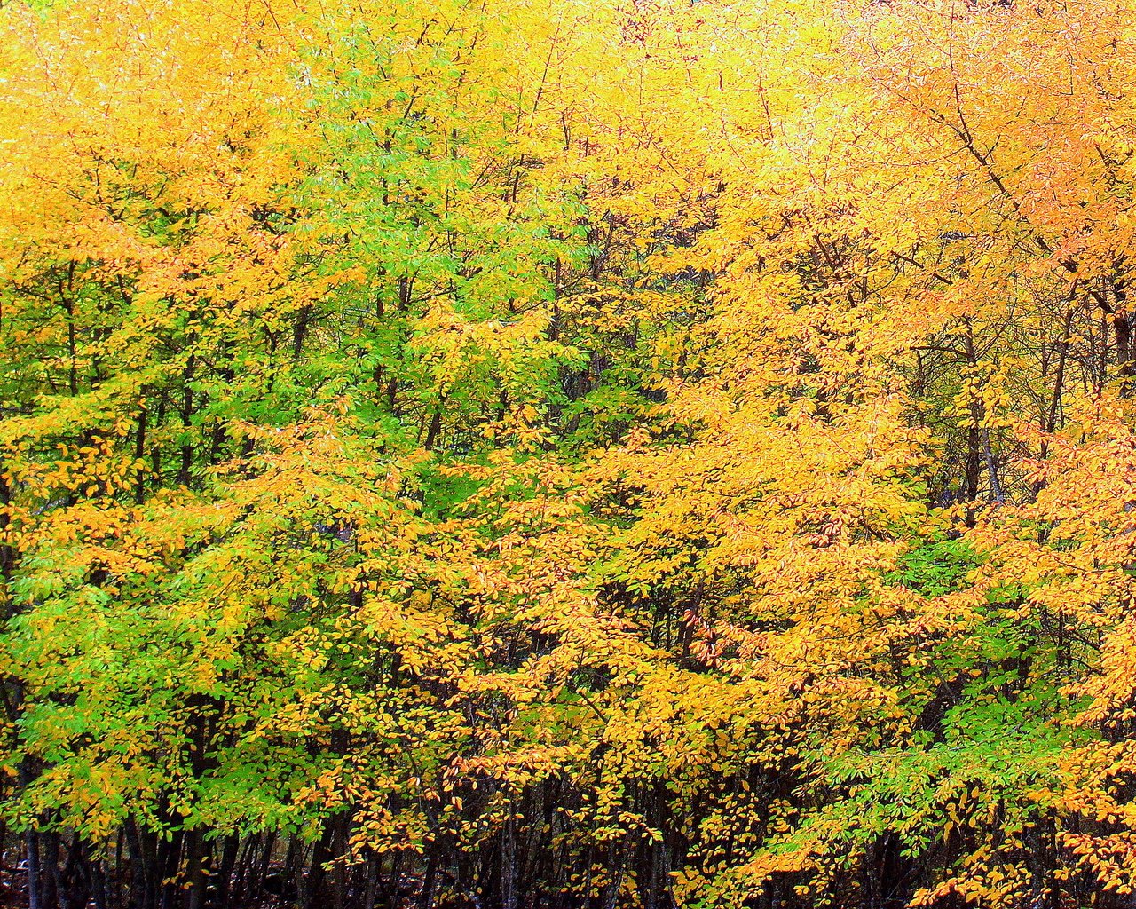 Обои деревья, природа, желтый, листья, листва, осень, trees, nature, yellow, leaves, foliage, autumn разрешение 2653x1740 Загрузить