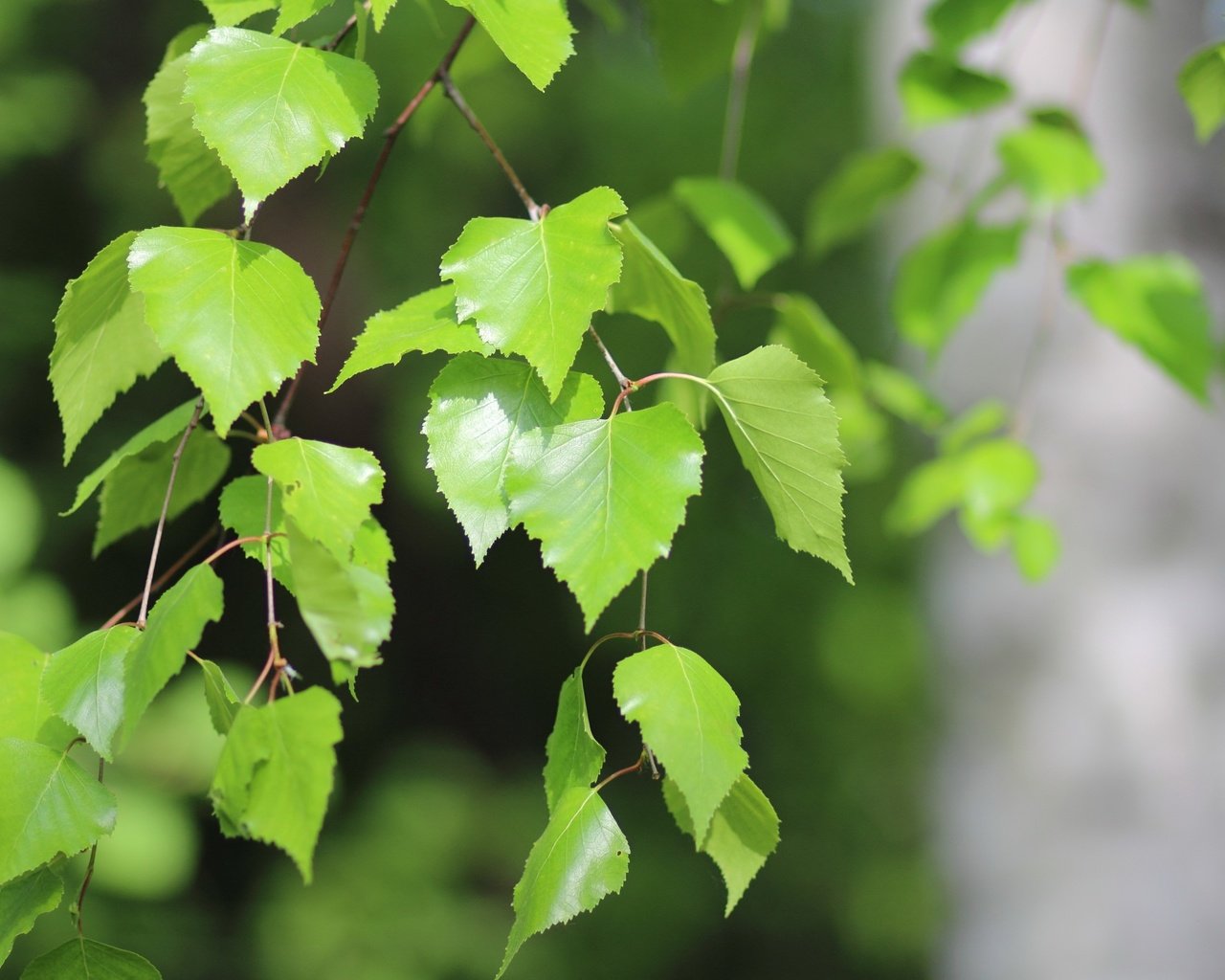 Обои природа, листья, макро, ветки, береза, nature, leaves, macro, branches, birch разрешение 2880x1800 Загрузить