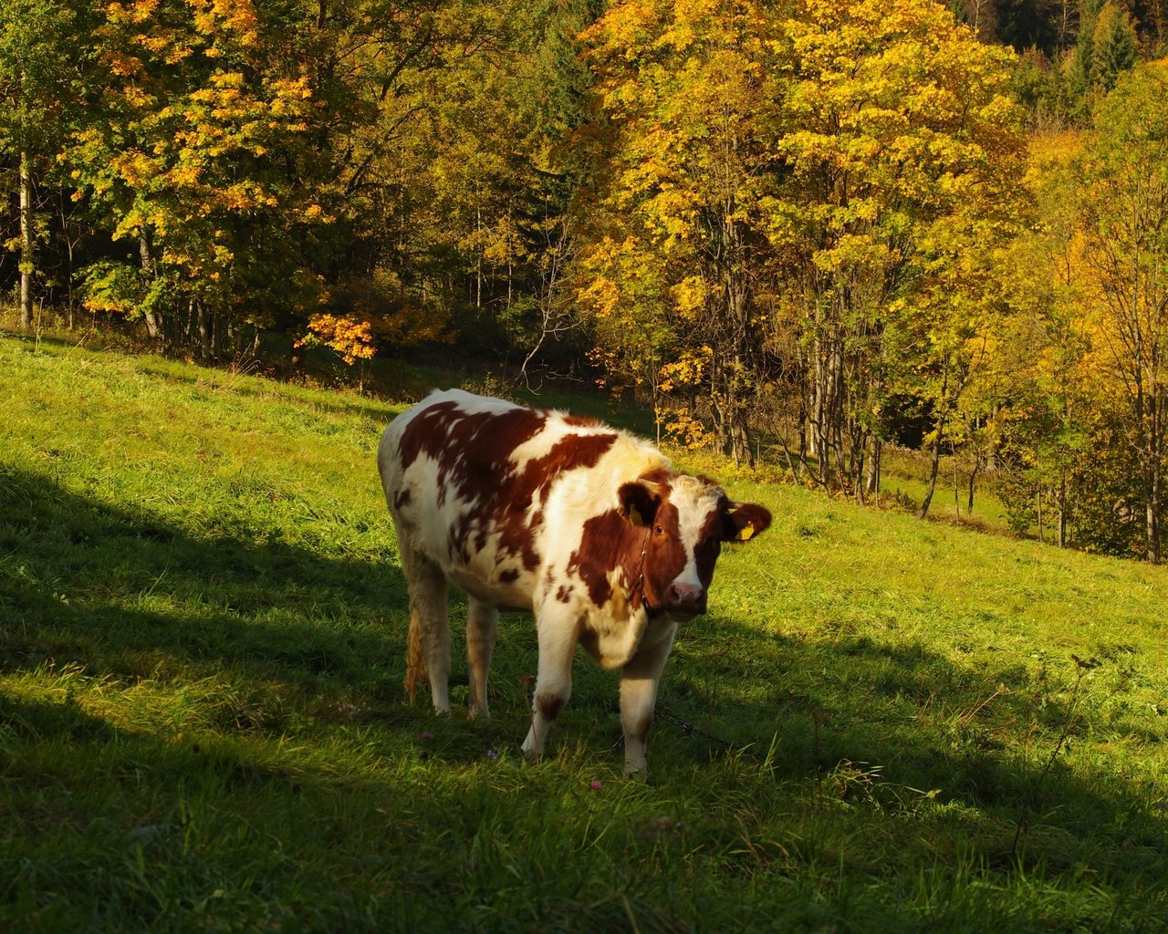 Обои трава, деревья, природа, лес, поле, осень, корова, grass, trees, nature, forest, field, autumn, cow разрешение 3264x2600 Загрузить