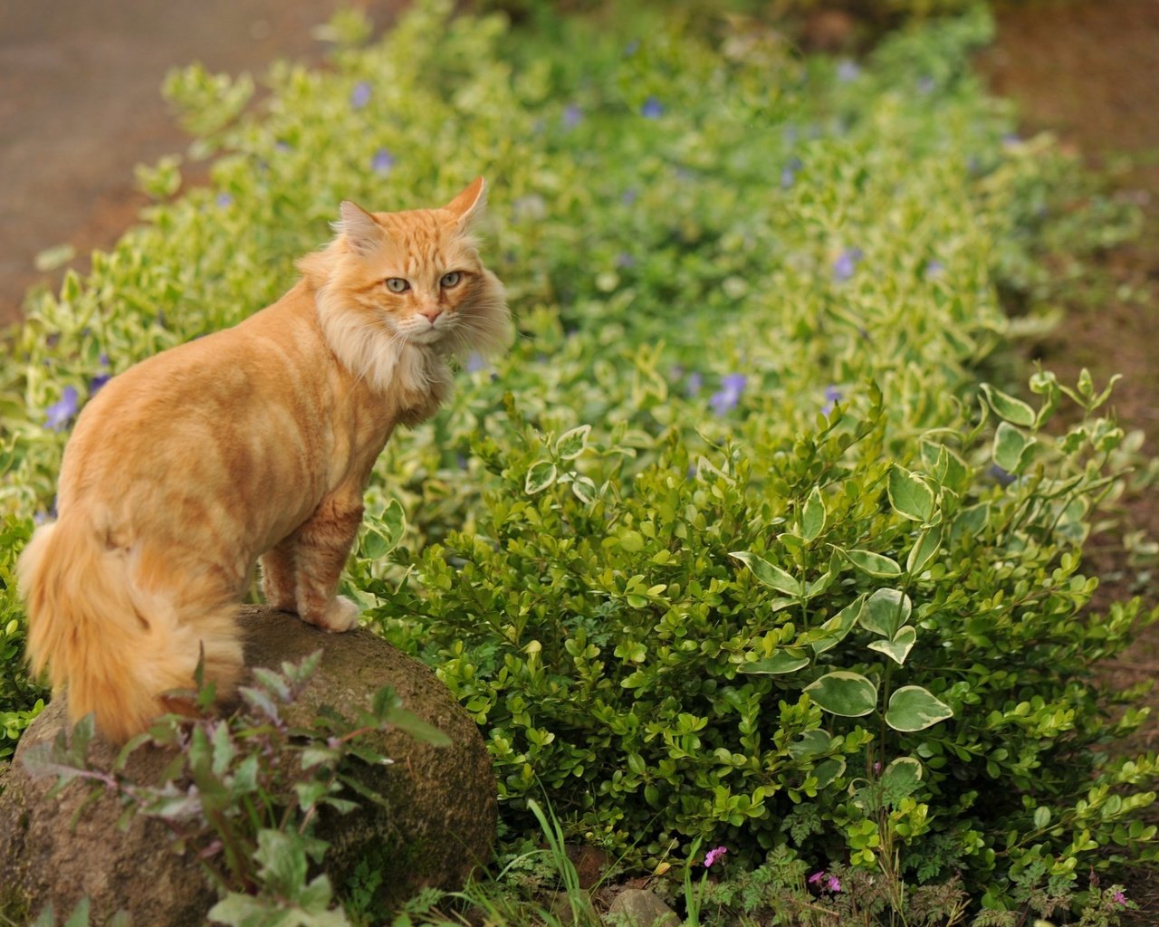 Обои цветы, трава, кот, кошка, камень, рыжий, flowers, grass, cat, stone, red разрешение 1920x1200 Загрузить