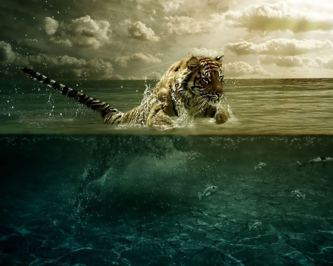 Тигр в воде обои