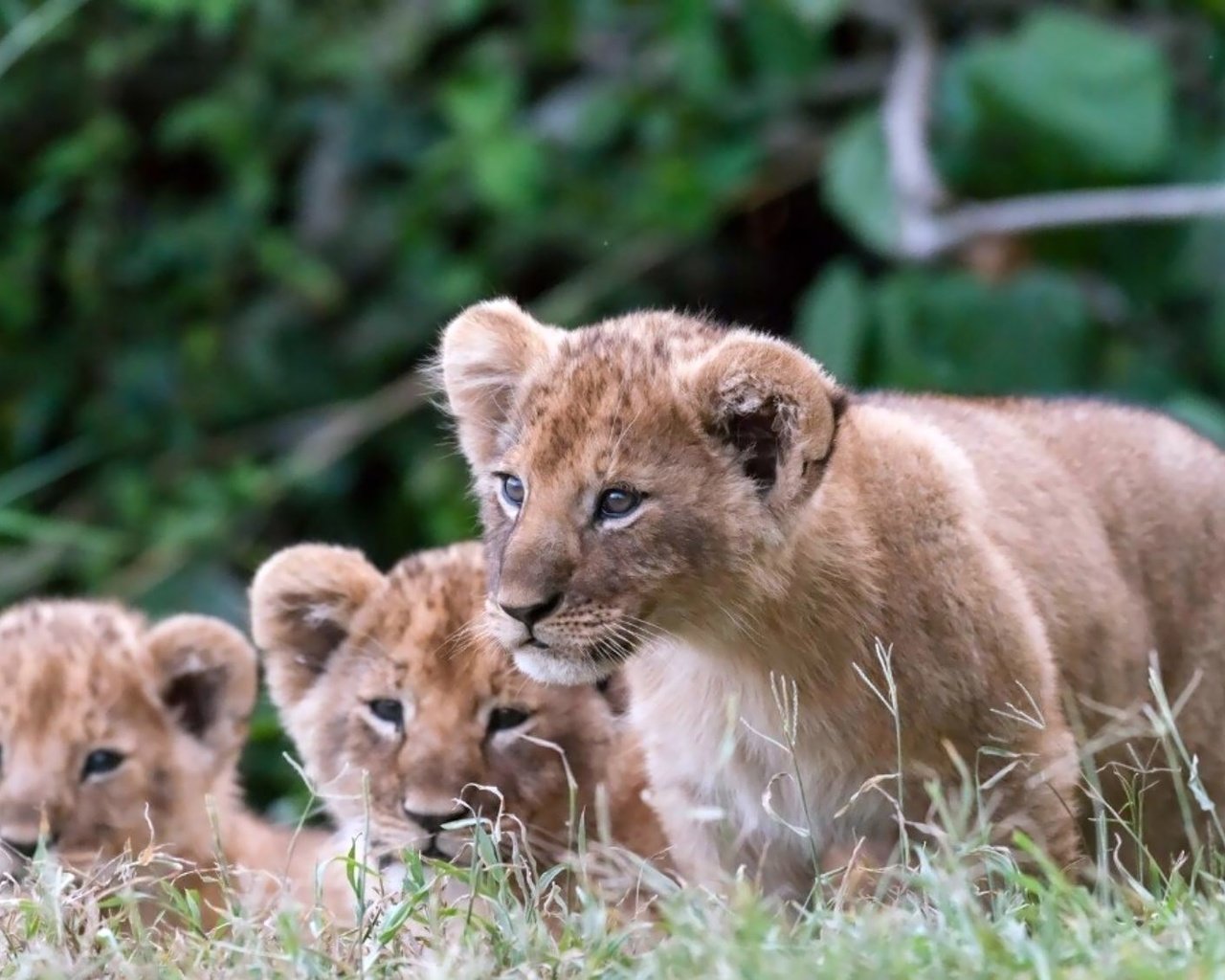 Обои львята, the cubs разрешение 2000x1125 Загрузить