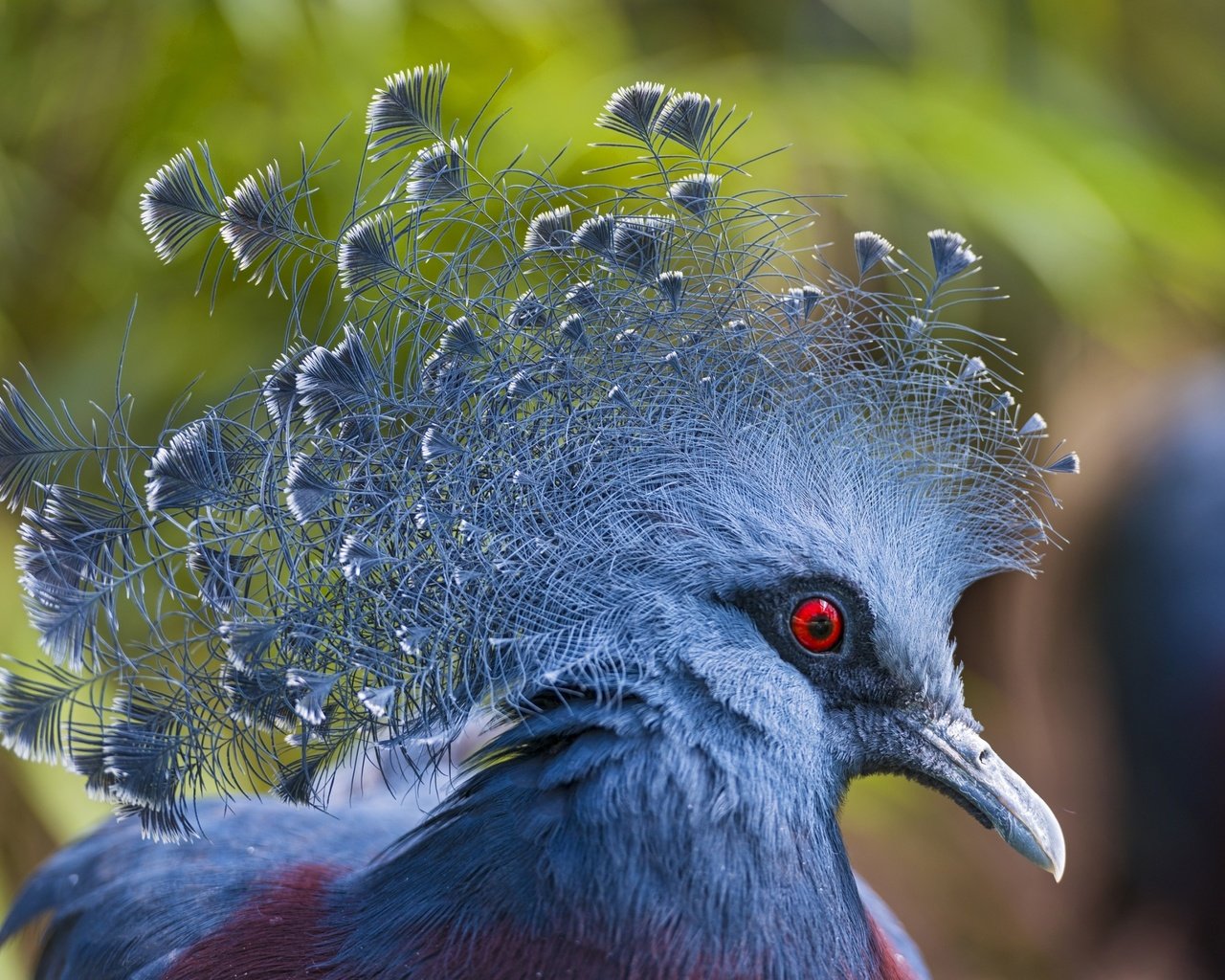 Обои птицы, птица, клюв, перья, голубь, victoria crowned pigeon, венценосный, веероносный, веероносный венценосный голубь, birds, bird, beak, feathers, dove, crowned, aeronomy разрешение 2700x1801 Загрузить