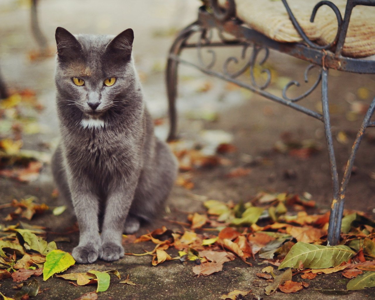 Обои листья, кошка, осень, улица, leaves, cat, autumn, street разрешение 1920x1200 Загрузить