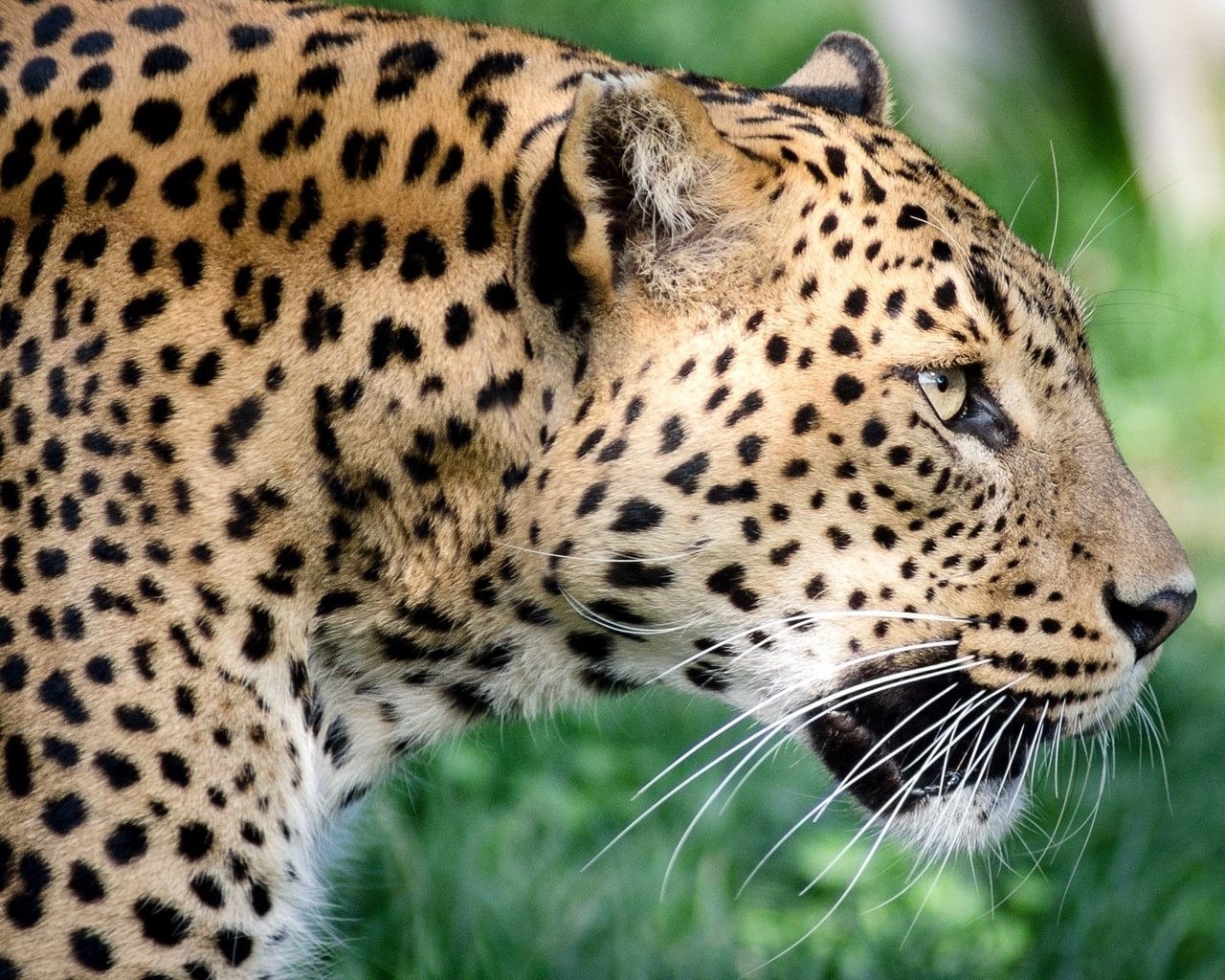 Обои хищник, профиль, большая кошка, ягуа́р, predator, profile, big cat, jaguar разрешение 2048x1351 Загрузить