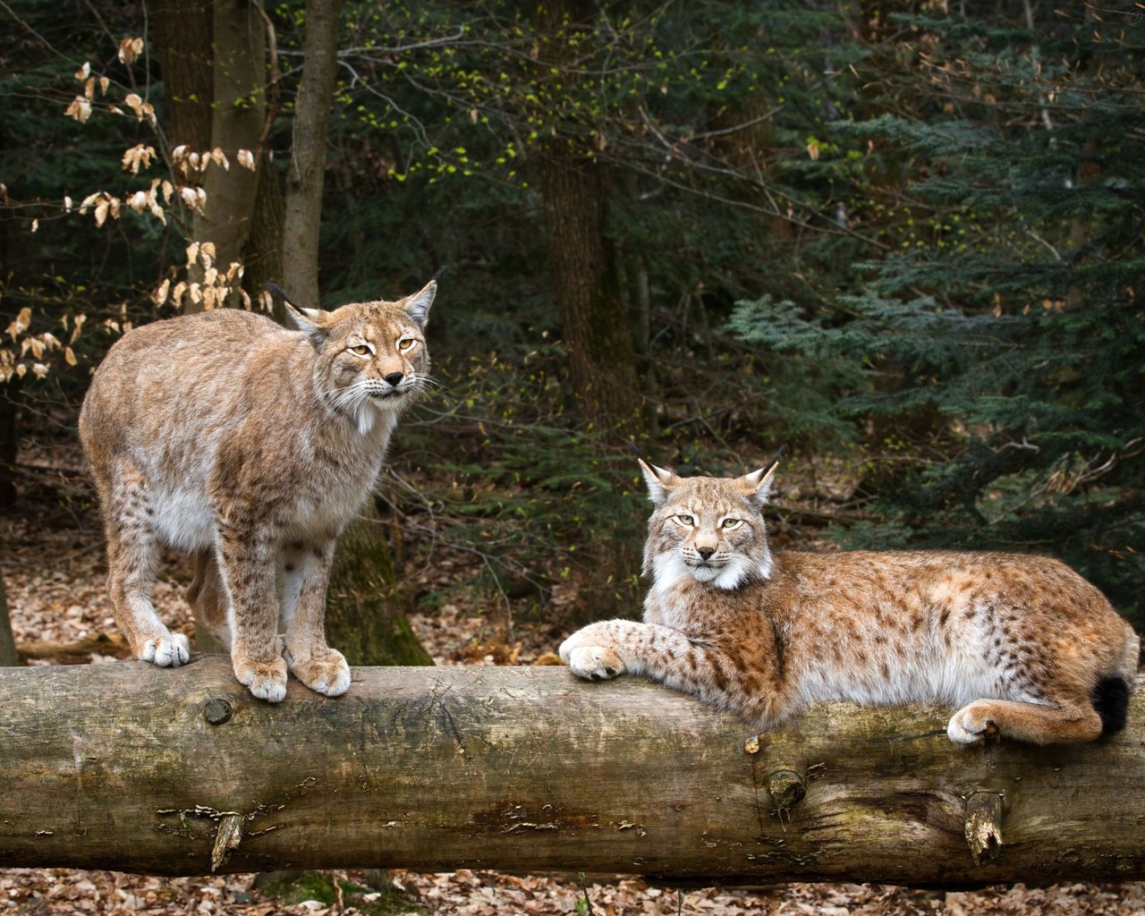 Обои природа, рысь, дикие кошки, рыси, nature, lynx, wild cats разрешение 3300x2200 Загрузить