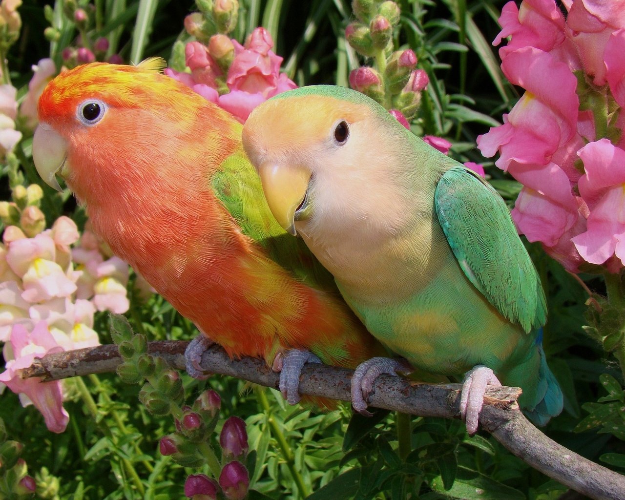 Обои цветы, птицы, парочка, попугаи, неразлучники, flowers, birds, a couple, parrots, lovebird разрешение 2048x1399 Загрузить