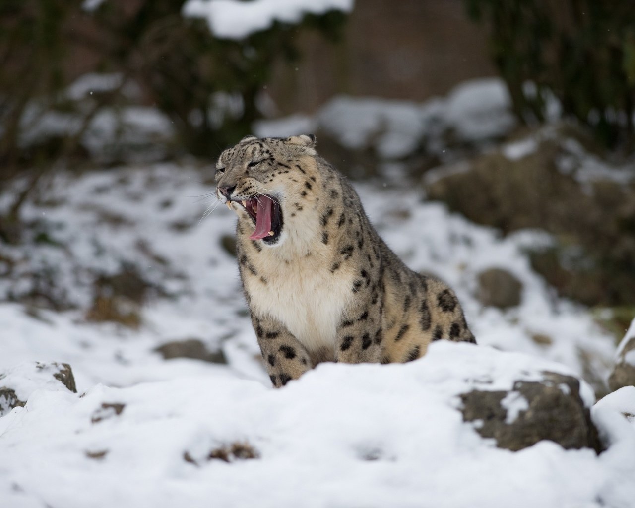 Обои снег, снежный барс, зевает, ирбис, барс, дикая кошка, snow, snow leopard, yawns, irbis, bars, wild cat разрешение 3400x2262 Загрузить